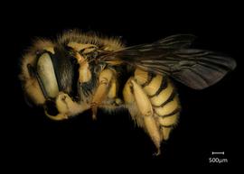  Fig 2,nbsp; Anthidium mormonum  nbsp; female lateral habitus, photo: Jeni Sidwell 
